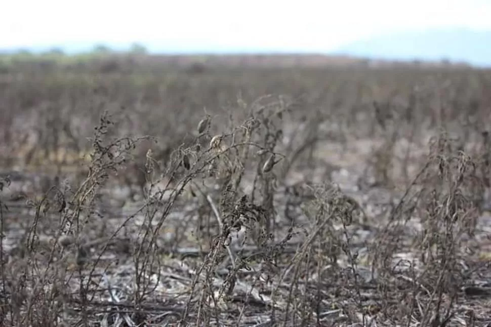 EL GARBANZO. Los campos sembrados con la legumbre quedaron inundados y los granos muy dañados, por lo que cosecharlos tendría poco sentido. GENTILEZA CECILIA GÓMEZ OJEDA