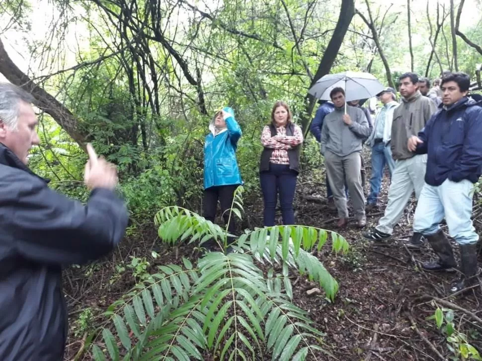 EXPLICACIONES. Los asistentes a la Jornada Forestal recorrieron un bosque nativo de las cercanías donde observaron el desarrollo de la flora. 