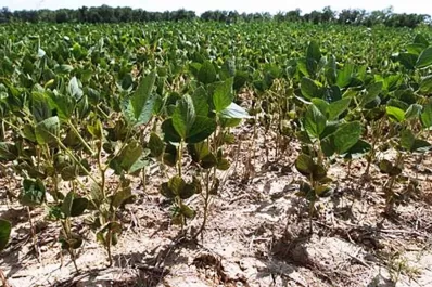 Caducó una ley que beneficia a productores
