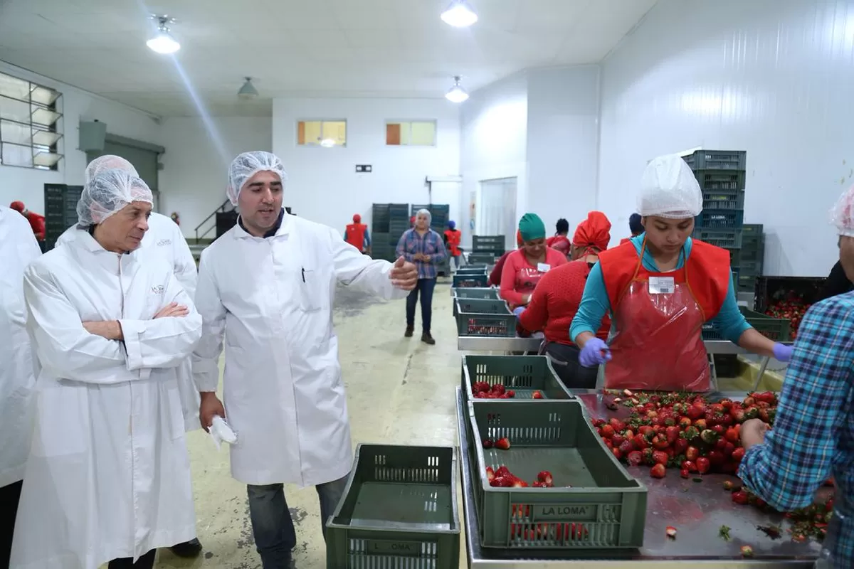 EN LULES. Sica (a la izquierda), en la productora de frutillas La Loma.