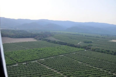 Prevención y detección temprana contra el HLB