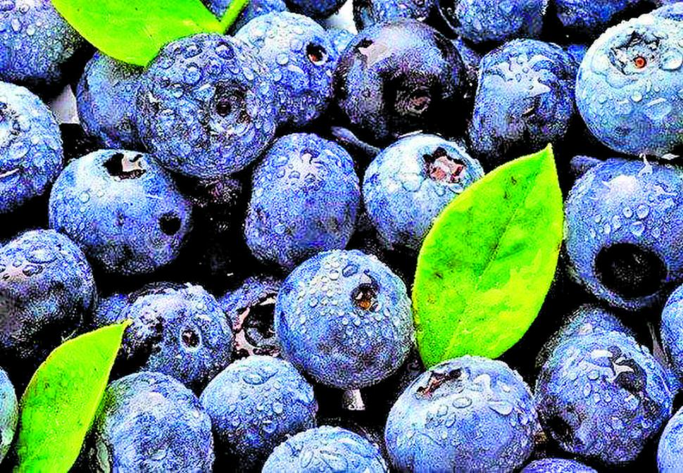 SABOREANDO. El azul brilloso del arándano atrapa la vista, y luego el gusto.