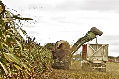 En total, se fabricará 1,3 millón de t de azúcar