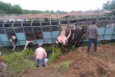 Un camión que transportaba vacas volcó en Graneros: más de la mitad de los animales murieron