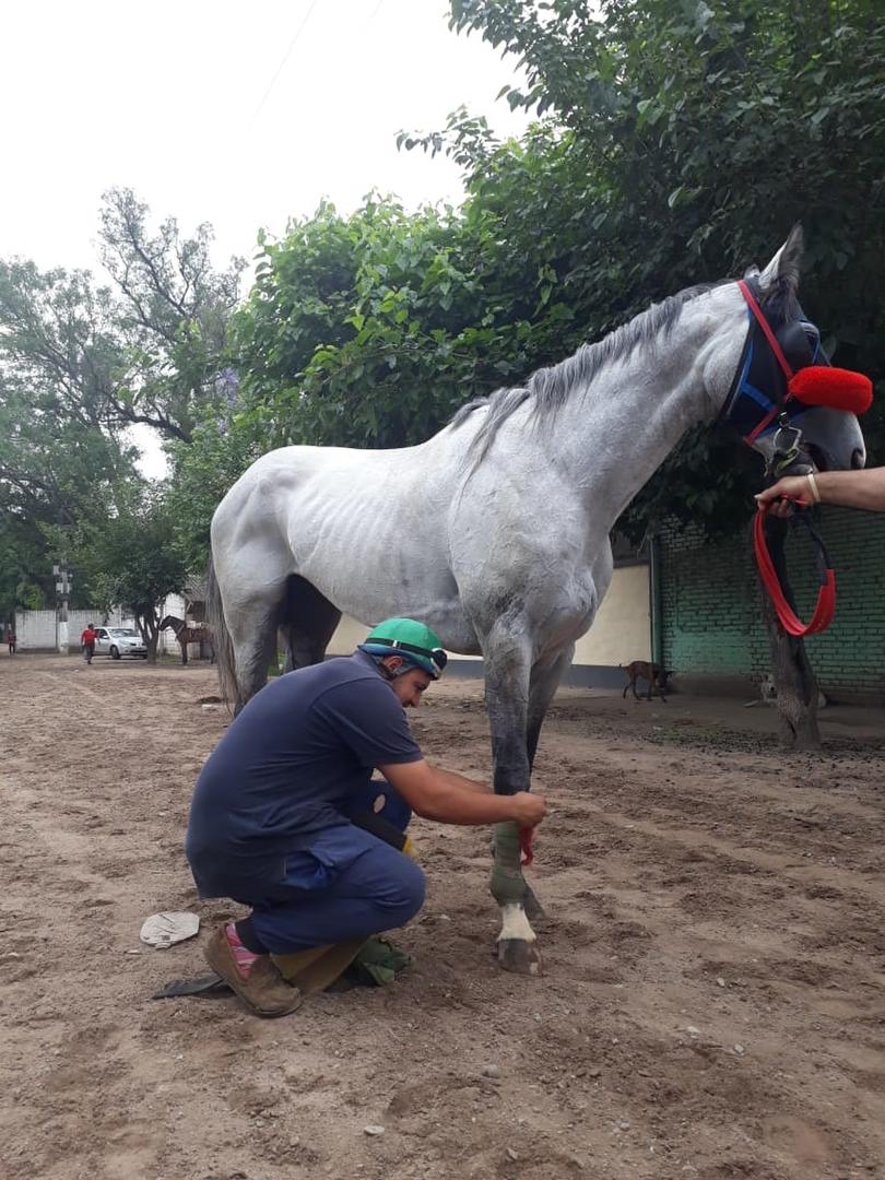 SACANDO LAS VENDAS. Pedro Nieva cumple la función de peón-vareador y trabaja con los ejemplares que entrena su papá. la gaceta / foto de carlos gustavo chirino