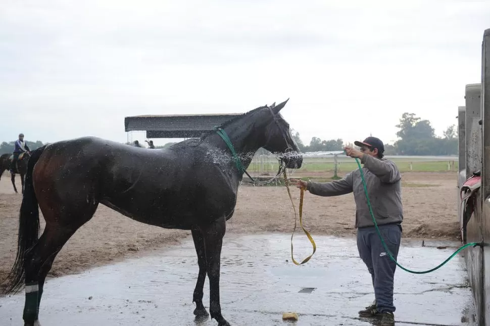 DESPUÉS DEL ENTRENAMIENTO. Gabriel Omar Albornoz baña a uno de los ejemplares que cuida antes de llevarlo nuevamente a la caballeriza. la gaceta / foto de hector peralta