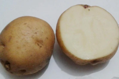 Pampeana INTA: una buena opción para industrializar papa en Tucumán