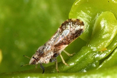 Firman un convenio para luchar contra el HLB