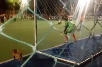 Mejor que muchos arqueros: un perro salchicha atajó un penal y se robó todos los aplausos