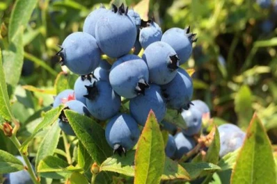 Los productores de arándanos piden cambios en las políticas