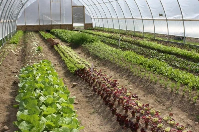 Químicos anti plagas en cultivos menores