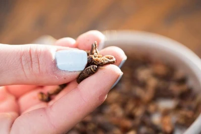 Hábitos deconsumo: los súper británicos ya ofrecen insectos