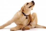 Ojo con las garrapatas: cómo tratar a tu mascota y desinfectar la casa