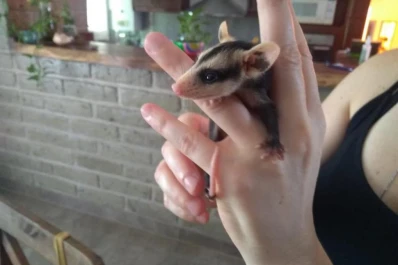 Consejos: qué hacer si encontrás comadrejas en tu casa