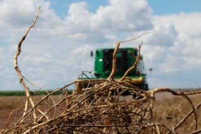 Las lluvias excesivas dañan la calidad del garbanzo