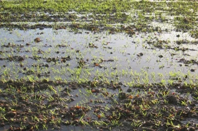 “Hay muchos lotes con trigo que no fueron trillados por el exceso de agua”