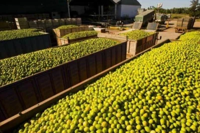 El INTA trabaja por una producción sustentable en cítricos