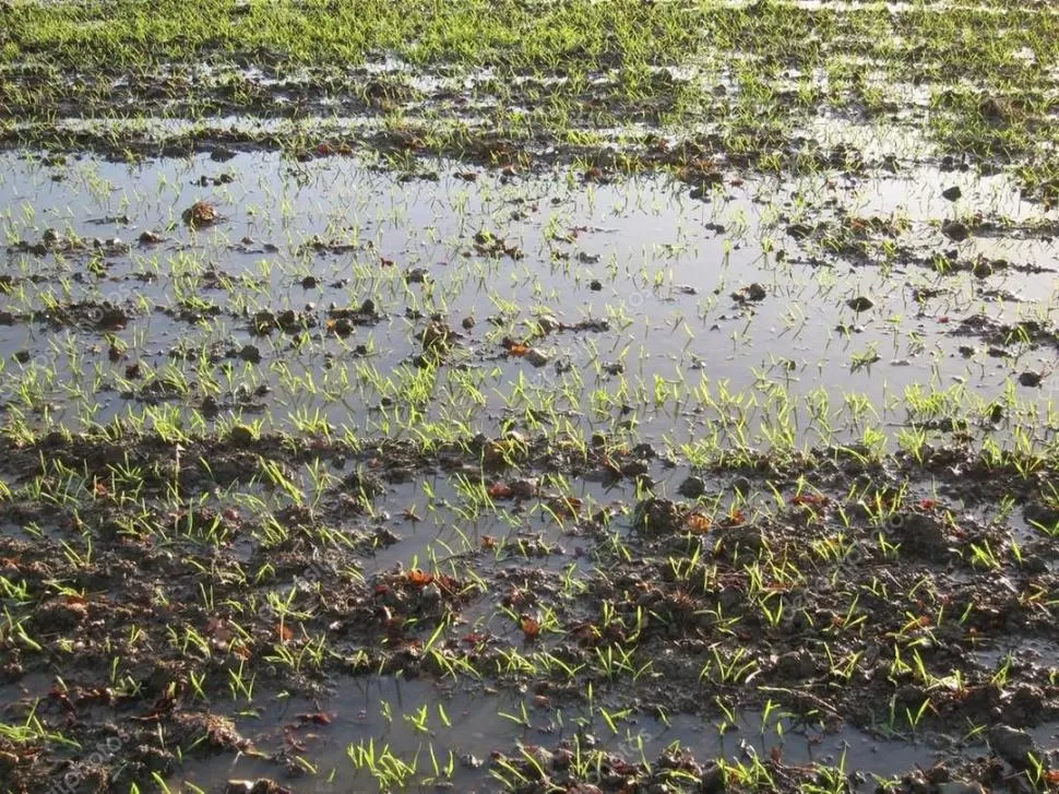 BARRO Y AGUA. Muchos trigales en Tucumán quedaron inutilizados por los fuertes temporales registrados. 