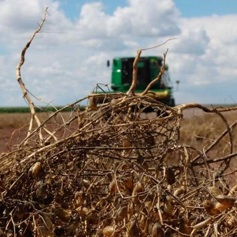 EL IMPACTO. El exceso de agua en los campos también dañó al garbanzo.  