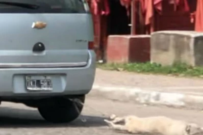 Indignación en las redes tucumanas: llevaba arrastrando a un perro muerto atado al auto