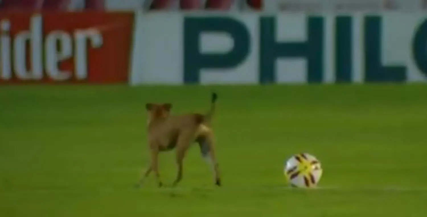 EN MEDIO DEL CAMPO. Un perro ingresó a la cancha de La Ciudadela.