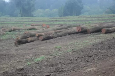 Pueblos originarios, los defensores de los bosques