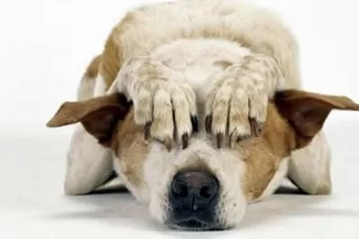 Así sufren nuestras mascotas con los fuegos artificiales