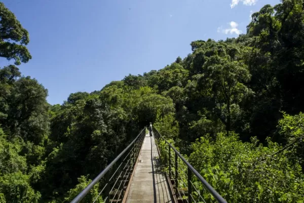 Bosques: ¿los tucumanos podremos alcanzar  los Objetivos de Desarrollo Sostenible?