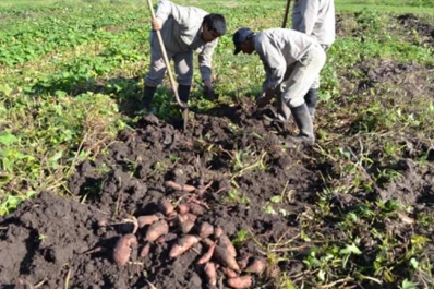 Dejan de hacer tabaco y lo reemplazan con batata