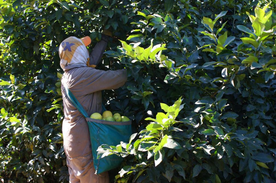 FINCAS. La cosecha de la fruta debe realizarse en el momento adecuado.  