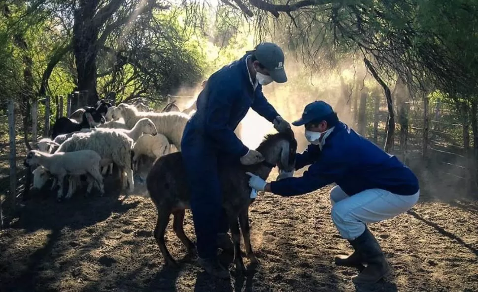 DÍA DE TRABAJO. En La Esperanza, Graneros, en el marco del Plan de Control y Erradicación de Brucelosis y Tuberculosis Caprina y Ovina de Tucumán. DELEGACIÓN TUCUMÁN - SECRETARÍA DE AGRICULTURA FAMILIAR 