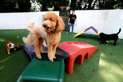 ¿Cuánto sale dejar nuestras mascotas mientras viajamos?
