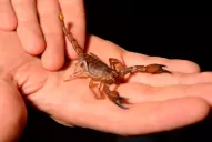 Cómo eliminar los alacranes de las casas y qué hacer ante una picadura