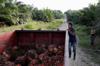 La industria de aceite de palma expulsa a los guatemaltecos