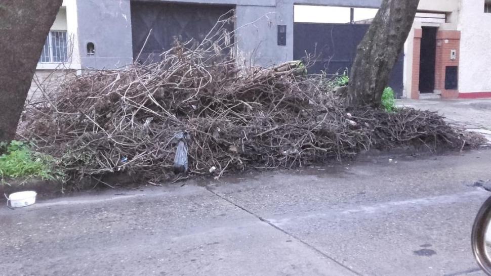 LG Whatsapp: quejas por un viejo árbol que está enredado en los cables de luz