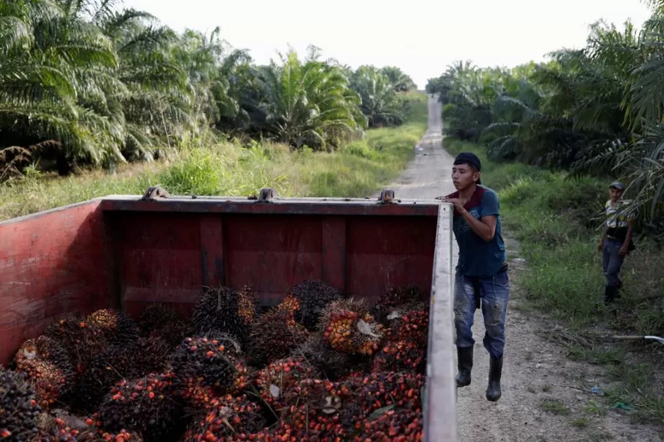 EXPLOTACIÓN. Un trabajador del aceite empleado en su antigua tierra. REUTERS 