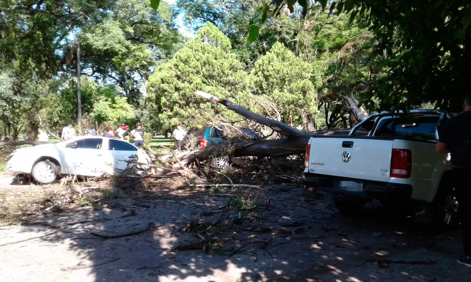 ÁRBOL CAÍDO. Esta mañana en el parque 9 Julio.