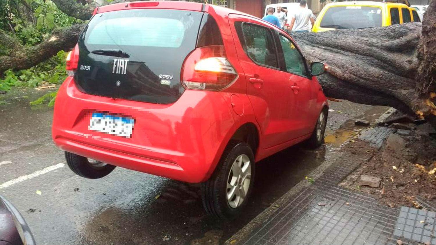 LAVALLE AL 500. El árbol que cayó el jueves pasado frente a la Municipalidad.