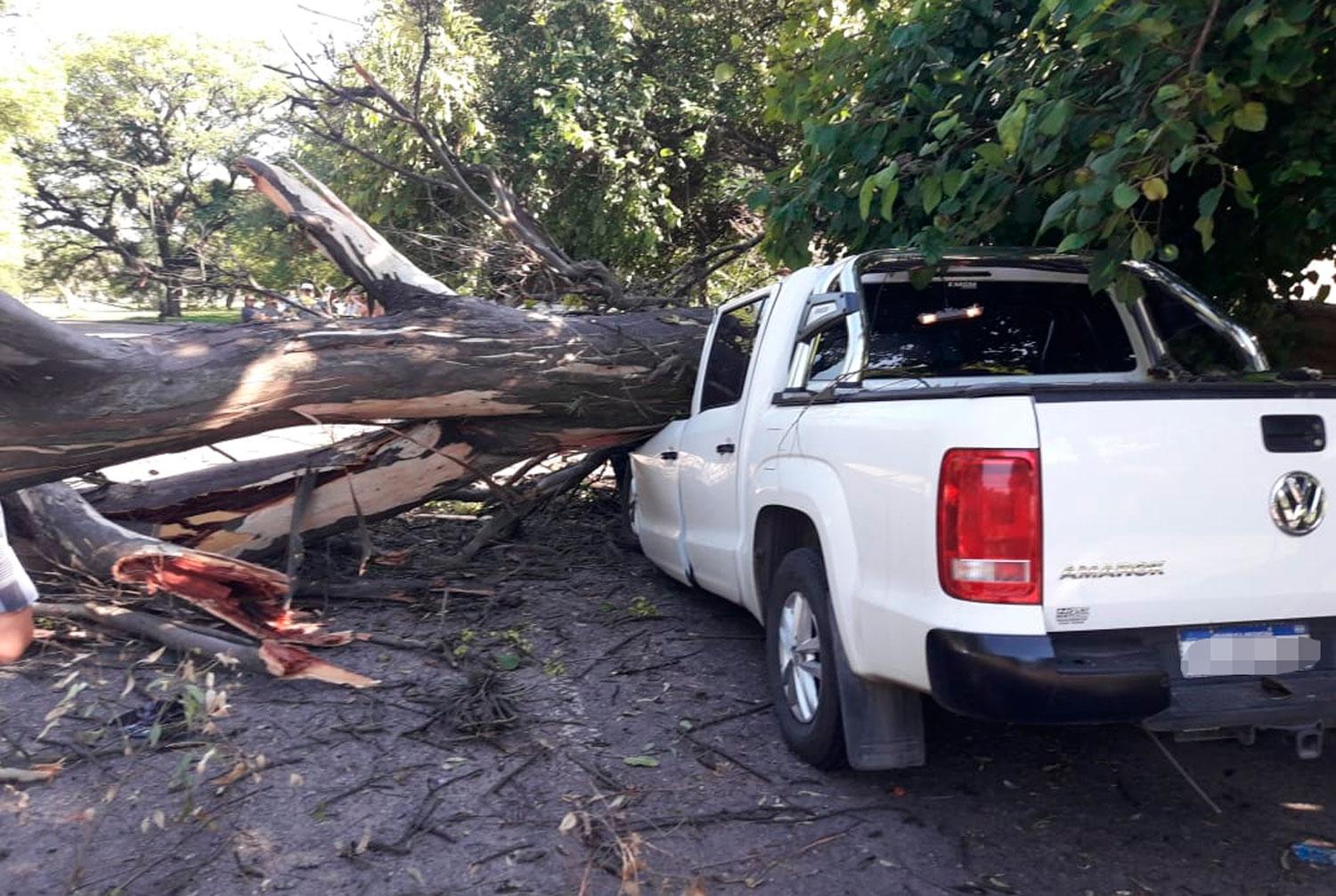 ÁRBOL CAÍDO. Aplastó varios vehículos estacionados detrás del bar Juana. 