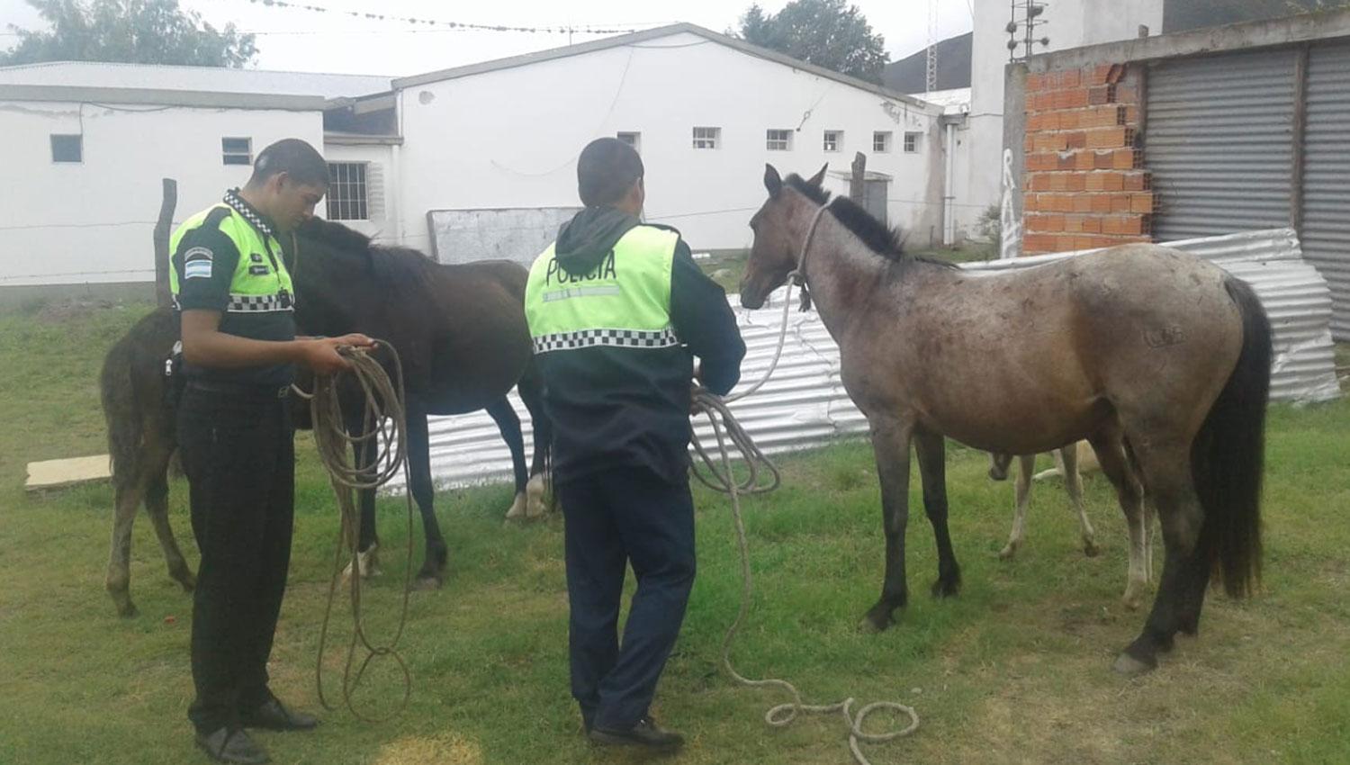 El Mollar: policías salieron a secuestrar animales sueltos para evitar accidentes en la ruta