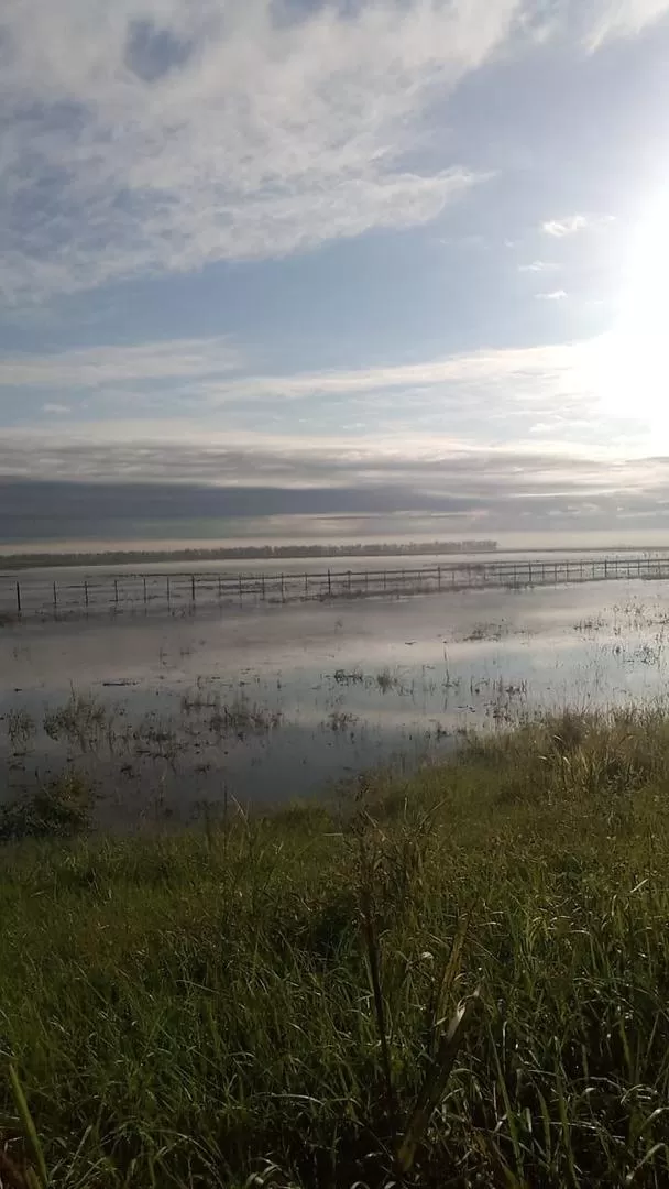 CULTIVOS DE VERANO. Los lotes quedaron prácticamente destrozados en la zona este de la provincia, advirtieron los técnicos de la Estación Experimental. fotos de eeoac