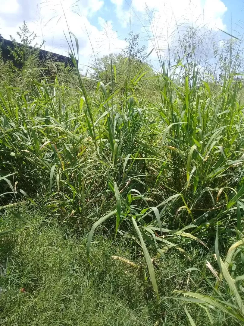 Quejas por las alimañas que provienen de un terreno abandonado