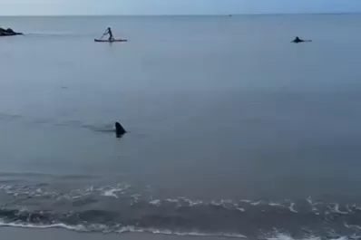 Video: apareció un tiburón en la Costa argentina y sorprendió a los turistas