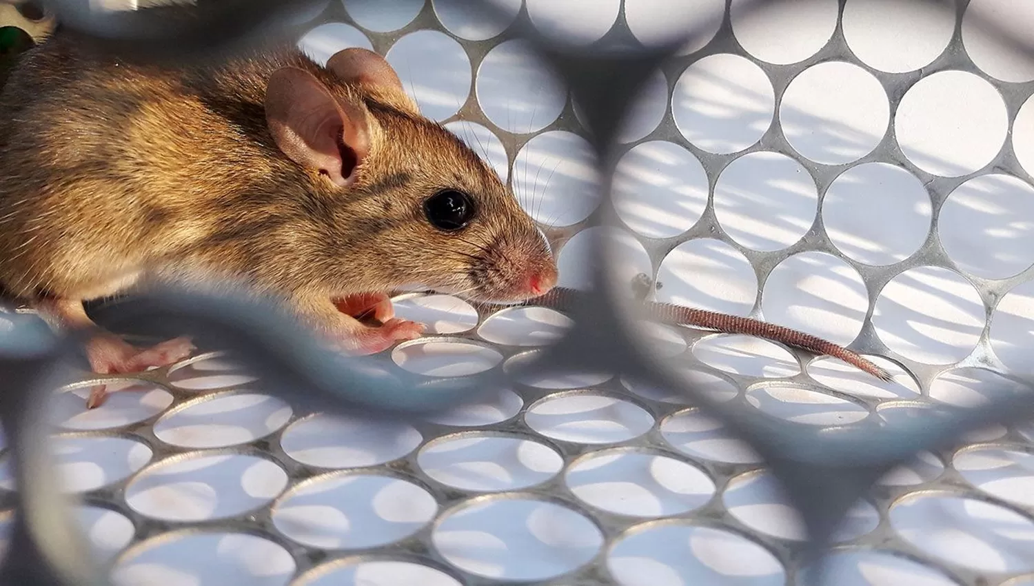 HANTAVIRUS. Se desmintió el caso en Tucumán.