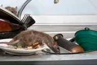 Confirmaron un caso de hantavirus en Jujuy pero descartaron el contagio interhumano