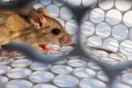Hantavirus: síntomas, contagio, prevención y todo lo que tenés que saber sobre la infección