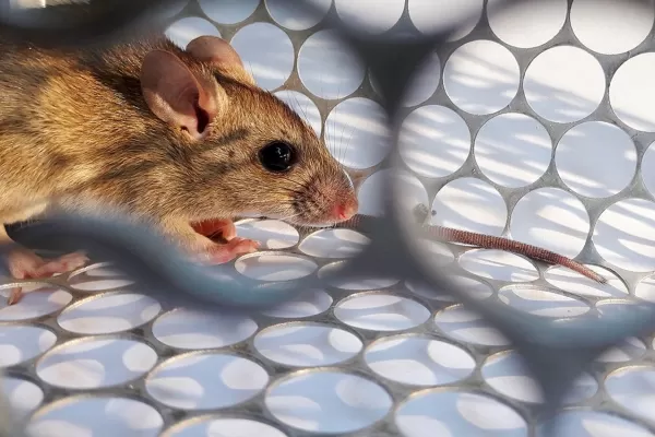 Hantavirus: síntomas, contagio, prevención y todo lo que tenés que saber sobre la infección