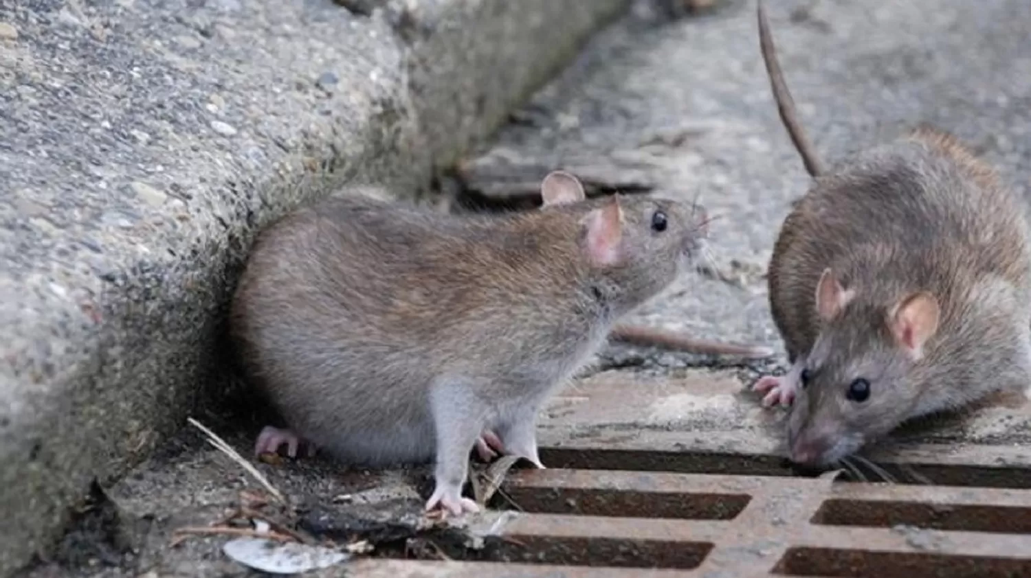 Son 12 los casos mortales por hantavirus en Argentina