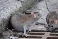 Son 12 los casos mortales por hantavirus en Argentina