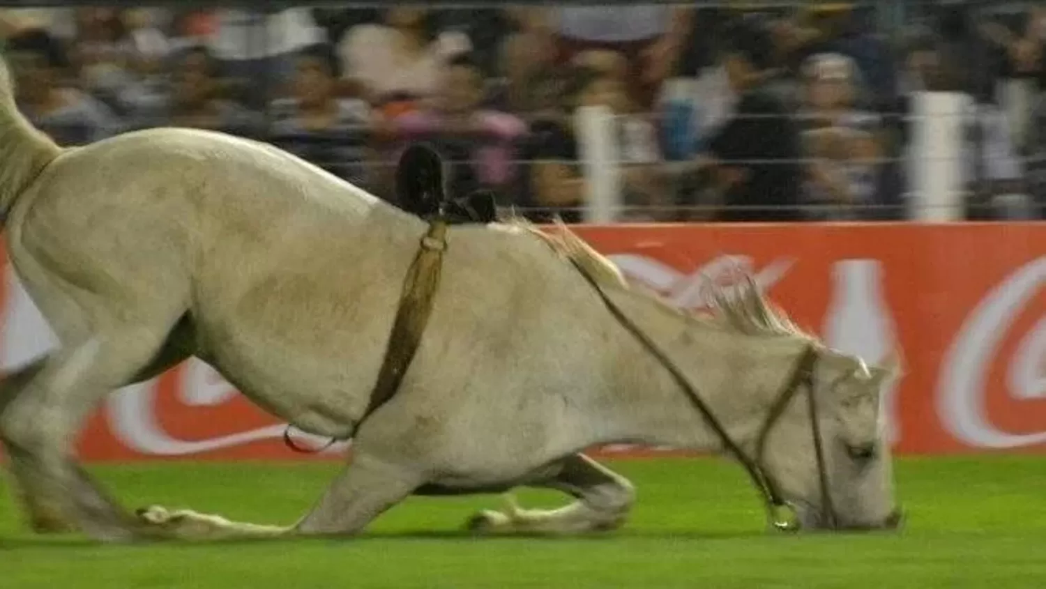 PAMPERO. El caballo lesionado en Jesús María.  